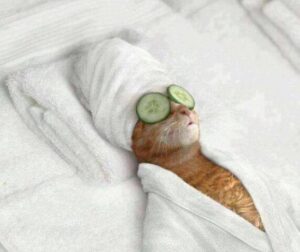 kot-spa